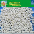 Hot sale Iqf Garlic Cloves Fresh Garlic Segments Frozen 2