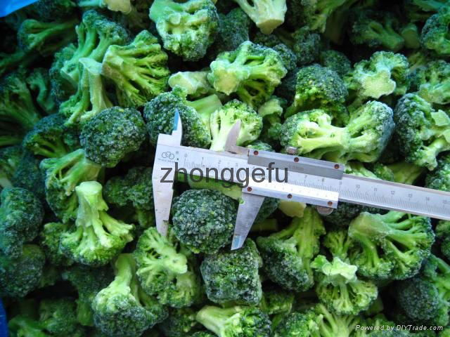 IQF Grade A green frozen broccoli spears cheap price 3