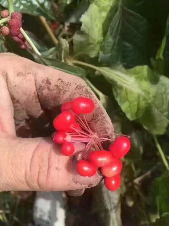 Ginseng flower 5