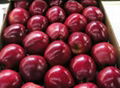 new crop South Africa fresh red delicious fuji apple exporter