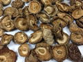 edible dried shiitake mushroom 2