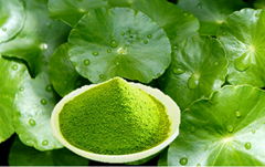 Centella asiatica powder