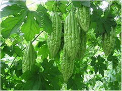 DRIED BITTER GOURD FOR MEDICAL AND TEA