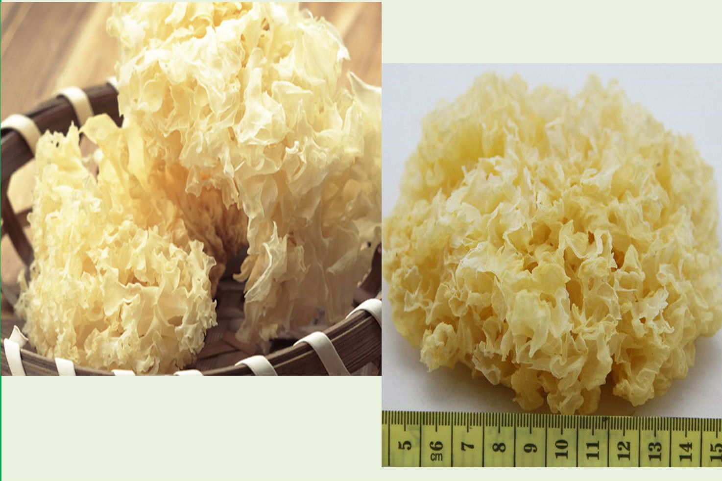 Dried snow mushroom from Viet Nam