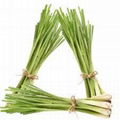 Lemongrass 3