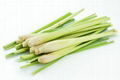 Lemongrass 2