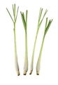 Lemongrass 1