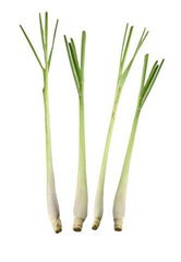 Lemongrass