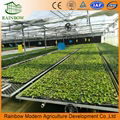 PO film greenhouse with hydroponics system 4