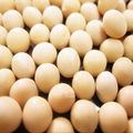 organic soybean 1