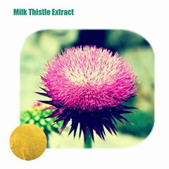 High Quality Milk Thistle Extract(