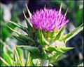 Organic Milk thistle extract