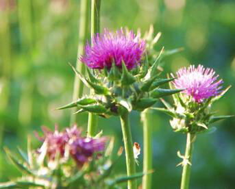 Top Quality And Low Price Milk Thistle Seed Extract