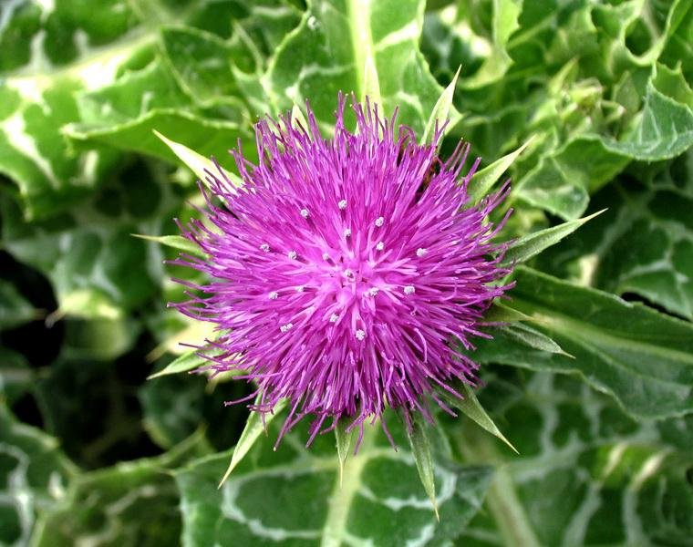 Factory supply Milk Thistle Extract