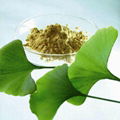 Ginkgo Biloba Extract