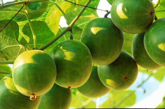 Natural Sweetner Organic Mogroside V Monk Fruit Extract