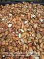 Dried Jackfruit Seed for animal feed or fertilizer 1