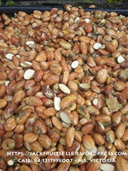 Dried Jackfruit Seed for animal feed or