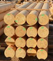 Machine Rounded Logs for House Construction 1