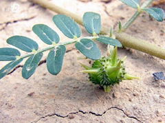 Tribulus Terrestris Extract