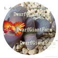 prodgf 50pcs a set  divergens seed 25usd DwarfGiantFarm Home and Garden irishua2 1