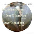 prodgf 50pcs a set  divergens seed 25usd DwarfGiantFarm Home and Garden irishua2 3