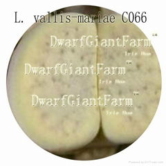 prodgf 50pcs a set  Lithop Vallis mariae seed 25usd DwarfGiantFarm  irishua2
