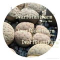 prodgf 50pcs a set  Lithop Vallis mariae seed 25usd DwarfGiantFarm  irishua2 4