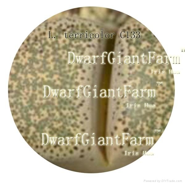50PCS A SET Lithop Terricolor Seed DwarfGiantFarm irishua2