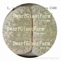 50pcs  a set Lithop Verruculosa seed 25usd DwarfGiantFarm irishua2 1