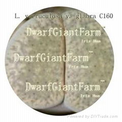 50pcs  a set Lithop Verruculosa seed 25usd DwarfGiantFarm irishua2