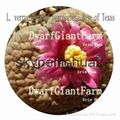 50pcs  a set Lithop Verruculosa seed 25usd DwarfGiantFarm irishua2 5