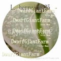 50pcs a set  Lithop Herrei seed DwarfGiantFarm irishua2 4