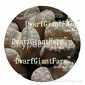 50Pcs a set  Lithop Otzeniana seed DwarfGiantFarm irishua2 1