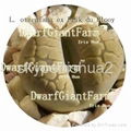 50Pcs a set  Lithop Otzeniana seed DwarfGiantFarm irishua2 2