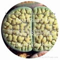 50pcs a set Lithop Hookeri RARE SEED 25USD DwarfGiantFarm irishua2 5