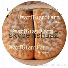 50pcs a set Lithop Gracilidelineata seed 25usd DwarfGiantFarm irishua2