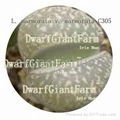 50pcs a set lithop Marmorata seed 25usd DwarfGiantFarm irishua2 1