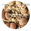 50pcs a set lithop Marmorata seed 25usd DwarfGiantFarm irishua2 3