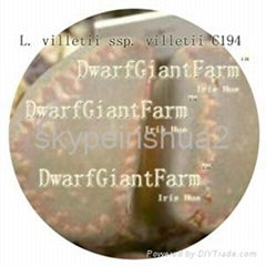  50PCS A SET Lithop Villetii seed 25usd DwarfGiantFarm irishua2