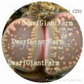  50PCS A SET Lithop Villetii seed 25usd DwarfGiantFarm irishua2 3