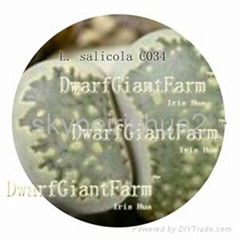 50PCS A SET  Lithop Salicola SEED 25USD  DwarfGiantFarm irishua2