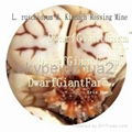 50pcs a set Lithop Ruschiorum seed 25usd