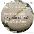 50pcs a set Lithop Pseudotruncatell seed  25usd DwarfGiantFarm irishua2 2