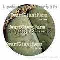 50pcs a set Lithop Pseudotruncatell seed  25usd DwarfGiantFarm irishua2 3