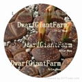 DwarfGiantFarm 50pcs a set Lithop Aucampiae seed  25usd DwarfGiantFarm irishua2 1