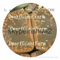 DwarfGiantFarm 50pcs a set Lithop Aucampiae seed  25usd DwarfGiantFarm irishua2 4