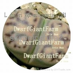  Ngryise 50PCS A SET  Lithop Dinteri SEED 25usd DwarfGiantFarm irishua2