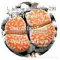 Prodgf 50pcs a set Lithop Julii SEED