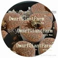  DwarfGiantFarm 50pcs a set Lithop Fulviceps SEED 25usd DwarfGiantFarm irishua2 1